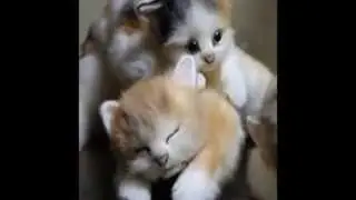 This is Kawaii ＣＡＴＳ from JAPAN 01