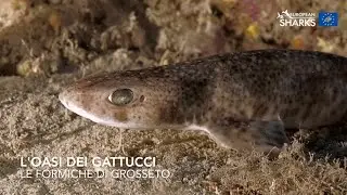 A Haven for small-spotted catsharks L'oasi dei gattucci - Formiche di Grosseto