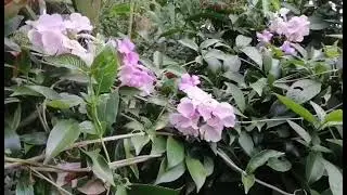 Garlic Vine Plant Benefits #Culinary #Medicine