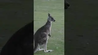 See with your own eyes some strange incidents of animals