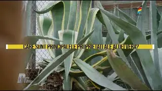 Aloe Vera, plantă vindecătoare. Beneficii pentru sănătate şi utilizări în medicină
