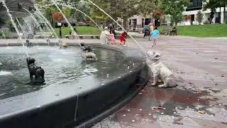 Doggy Water Fountain with a Surprise Cat