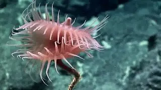 Venus flytrap sea anemone