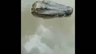 2.4G Summer Water Floating RC Crocodile Boat