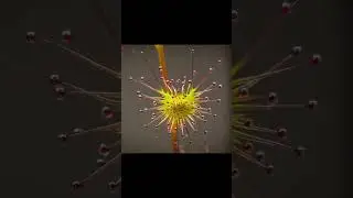 Carnivorous sundew grabbing its food