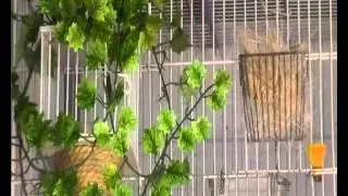 jilguero pepecano.mp4