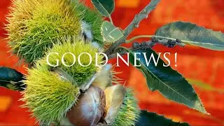 A Holiday Good News Story!