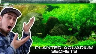The Ultimate Beginners Guide to Aquarium Plants - Aquascaping 101