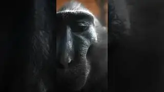 Monke