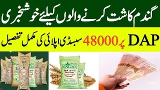 Gandam subsidy announced | Government announces 4000 subsidy on Wheat Crop & DAP fertilizerz 2025