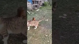 Забавное поведение кошек и диких животных #lovecats #comedycat #comedy #cat #animals