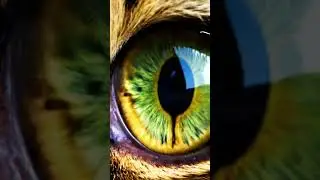 #eye #abstractart #details #macroart #cat #catvideos