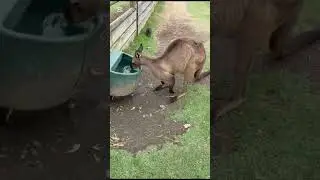 Mogo Zoo