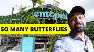 ENTOPIA Penang| Malaysia&rsquo;s Butterfly Wonderland 🦋| A Tropical Paradise of Butterflies