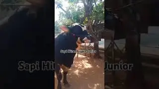 Review Sapi Hitam Calon Monster ❗ #sapi #juragansapi #sapijumbo #bossapi #fypindonesia #sapiindones