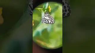 Butterfly macro video                 #shorts #youtubeshorts #macro