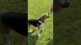 Trainingseinheit am Muttertag&hellip;🐶 workout on mother&lsquo;s day