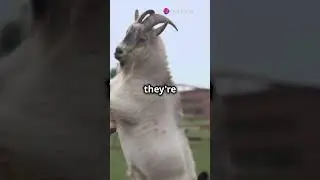 Why Are These Animals Acting So Weird? 🐘 The Science Will Blow Your Mind!