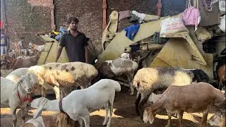 Dumba Market Kolkata | Khidirpur Mandi | Dumba Sheep
