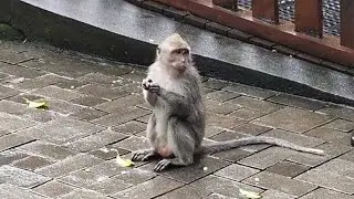Ep.27, Ubud: one day among the monkeys!