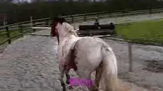 Nos chevaux, puissance saut d'obstacle