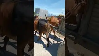 Ox Cart GRIND #shorts #life #unique #travel #outdoors #farming #cattle #asia #nature #cow 🐮