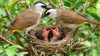 Tiny Voices, Big Love &mdash; Yellow Vented Bulbuls&rsquo; Nesting Story