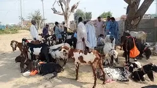 mandi ma mix janwar sale in mandi saiwal new update 2020 baba  nawaz by nawaz bakra mandi