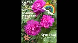 【2024年5月 横浜イングリッシュガーデン「ジェームズヴィッチ」】james veitch