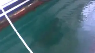 caretta caretta,port of Volos,George Sirmos