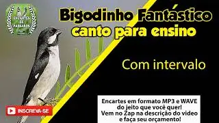 #bigodinho Fantástico -- Canto para Ensino de Pardos