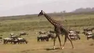 Giraffe running in herd of cattle, Kenya