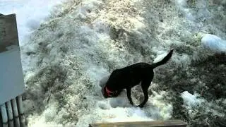 Animal Awareness Minute 7   WINTER SAFETY ANIMALS