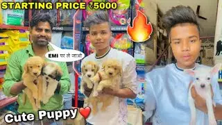 Cheapest Dogs Market In Delhi NCR | Import Chihuahua | Dog in Cheap Price | Dog market