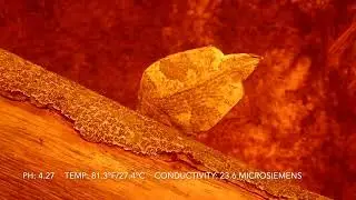 Amazon Leaffish