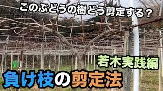ぶどう負け枝の剪定方法[若木実践編]〜初心者でもこれを見れば木は元気に回復〜2024-01-20