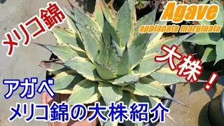 【アガベ】メリコ錦の大株紹介！& 10号鉢に植え替え(危険)【Agave】【園芸】