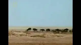The Living Edens : Migrating Herds searching for Water