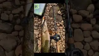Multi species fishermen #blowup #multispeciesfishing