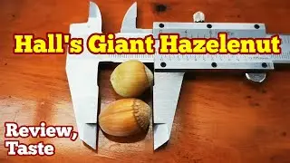 Hall's Giant Hazlenut, Taste, Review, Comparing With Kentish Cob Hazlenut, Organic Allotment Trees