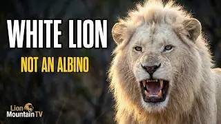 WHITE LIONS