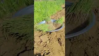 प्याज 🌰 की बुवाई 👳 farmer 🌾#shortvideo