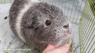 Guinea Pig Chin Rubs!