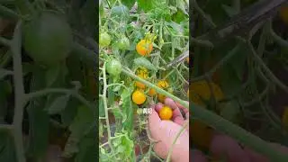 harvest day! #winterharvest #harvesttime #freshharvest #cherrytomatoes