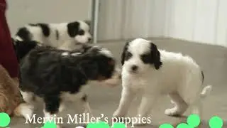 Mervin Miller's F2 Mini Bernedoodle Puppies