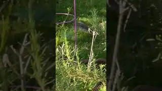 Squirrel walking slow with careful steps