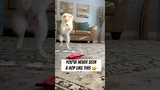 😆 You&rsquo;ve Never Seen a Hop Like This | Nami Happy Pomsky #puppy &nbsp; #squeakytoy #pets #viral