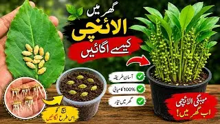 Growing Cardamom at Home 🌱 | Elaichi Grow Karne Ka Secret Method | Nawaz Bhutta Vlog