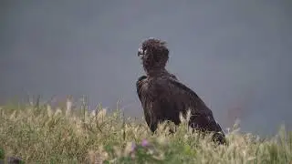 Kowa Prominar TSN-55 in action