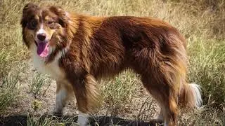 Not Available- STARTED 💥 Red Tri Rough Coat Border Collie Male 💥
